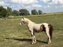 Cheval miniature am&eacute;ricain 