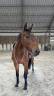 A VENDRE ~ Nugget Chavanais 