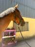 Nikita de Molion, Jument, 3 ans, Bai; SF, toise 1. 70