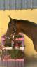 Night to you, Hongre, 3 ans, Bai; SF, toisera 1.65&ndash;1.68