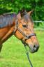 Lot 2 Hongres - Loisirs, Comp&eacute;tition, Famille, Club
