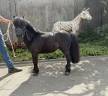 Cheval miniature 