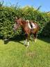 Allrounder pony 1m46 - Esperanza 