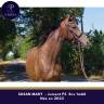 Magnifique jeune jument env 1m66
