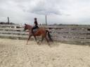 cheval franche montagne