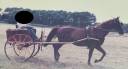 Attelage Type anglais - 1 cheval + harnais complet cuir