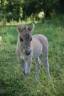 Pouliche shetland 