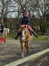 Cassanova &ndash; Hongre Welsh Part-Bred &ndash; 11 ans tr&egrave;s gentil
