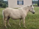 Ponette shetland pp de 2ans