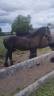 FRISON 18 mois