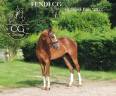 Talentueux jeune cheval de dressage