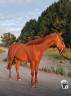 Magnifique hongre 5 ans