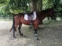 Trotteur Fran&ccedil;ais Hongre , Toise 1m64 , Bai