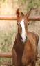 Poulain kwpn par Fifty Fifty | Dressage Prospect ✨️