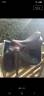 Selle d'obstacles Arion 