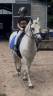 Hongre Welsh Poney (Section D), Welsh Cob  A vendre 2011 Blanc par Templedruid Sinai