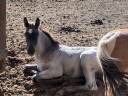 Magnifique foal m&acirc;le welsh part bred