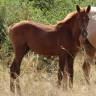 Pouliche SF 2026 Papillon de l odyssee x ernest 