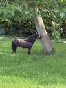 poney shetland noir