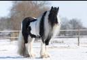Poulain Irish Cob &agrave; vendre 