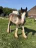 Plusieurs poulain Irish Cob et Welsh/irish Cob &agrave; vendre