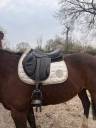Selle forestier 