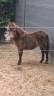 Pulain Shetland 5mois