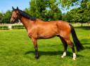Hongre - Selle Fran&ccedil;ais - 9 ans - Dressage - France