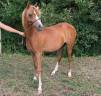 Yearing femelle Welsh Pony sect B - Origines S&eacute;rieuses 