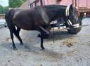 Jubia jument noir 7 ans