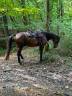 Magnifique Hongre de 11 ans 