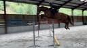 Top cheval pour aller au concours directement 