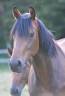 Jeune Jument de dressage par Escolar 