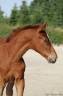 A vendre Foal M&acirc;le Selle fran&ccedil;ais 