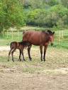 Loue Ecuries, prairies cl&ocirc;tur&eacute;es et maison habitation 