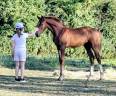 K&rsquo;ptain DHF Z &ndash; Foal rare par Kassander, 80% Black Type
