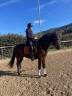 Cheval de sport