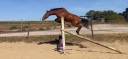 Poney cso /cce 