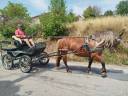 Lutesse, jument Comtoise