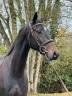 Million Hongre 4 ans Dressage