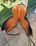 Selle Stubben Siegfried 17&rsquo;5
