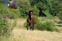 Hongre KWPN a vendre 4 ans 