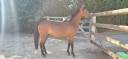 Ponette new forest 2 ans  1m38 actuellement 