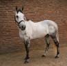 Jument Cheval de Sport Irlandais A vendre 2020 Gris