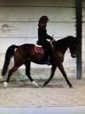 Hongre de 9 ans &agrave; vendre