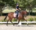Splendide jument PRE de 5 ans 