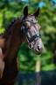 Magnifique hongre de 4ans exp&eacute;rience concours