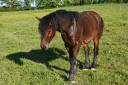 Hongre crois&eacute; cob normand trait belge de 3 ans