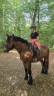 Hongre crois&eacute; cob normand trait belge de 3 ans