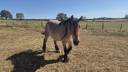 Hongre trait belge de 3 ans